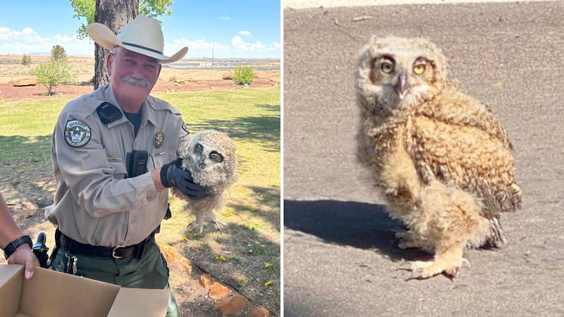 The owl was taken from Holbrook to Show Low where it is now receiving care from the Wild at...