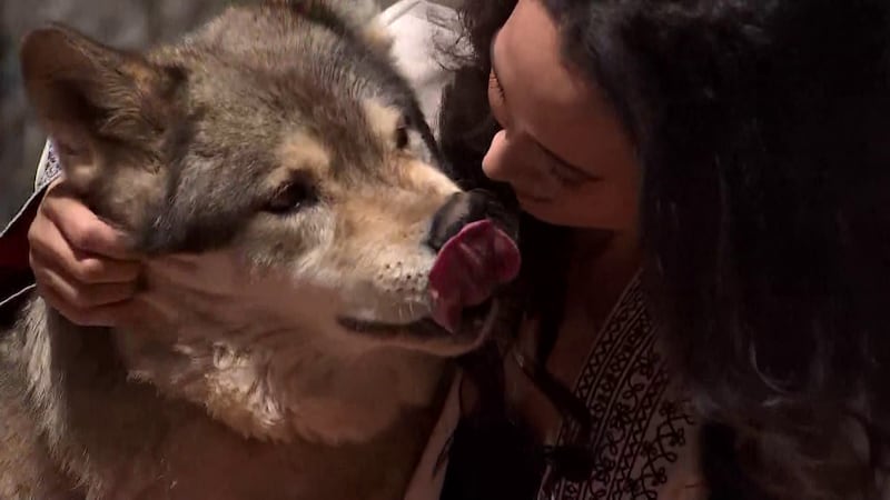 The Sedona Wolf Sanctuary is the only sanctuary of its kind in the U.S. that combines...