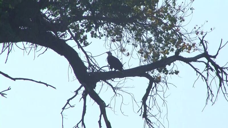 The bald eagle population, in general, has a rocky past.