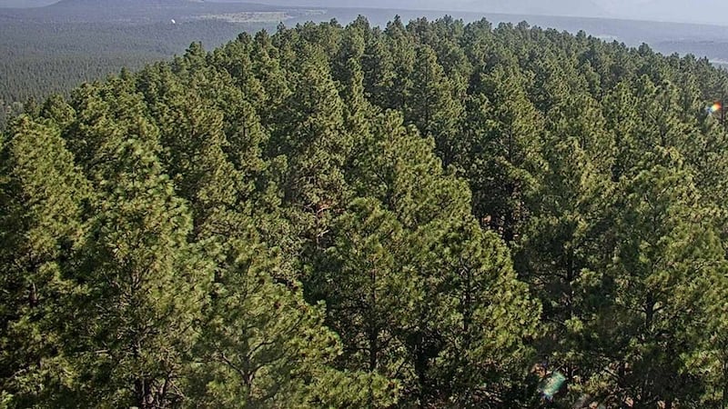 FILE - Coconino National Forest