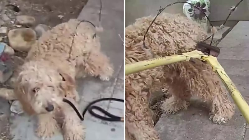 The Yavapai County Sheriff’s Office believes the pup was abandoned and entangled in barbed...