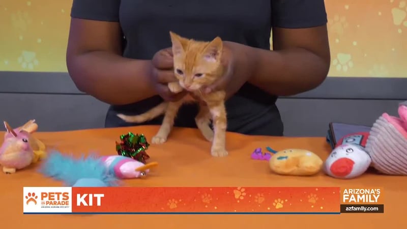 From saving homeless pets to pet heat safety tips ahead of the warmer temps, this week’s...