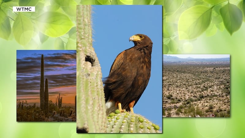 The White Tank Mountains Conservancy is asking for help protecting wildlife of the White Tanks...