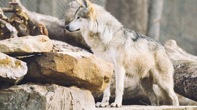 An experimental population of Mexican wolves lives in the Blue Range Wolf Recovery Area in...